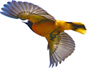 Animal 1