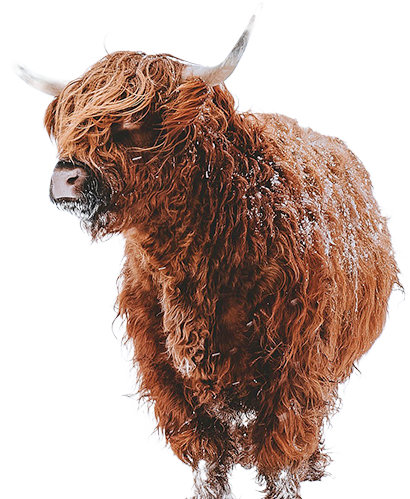 Animal Image 2