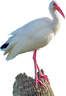 Animal Image 1