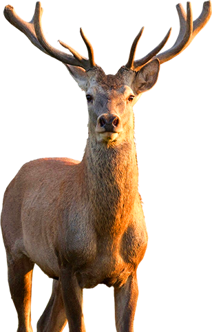 Animal 2