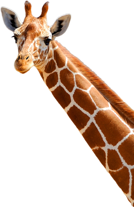 Animal 3